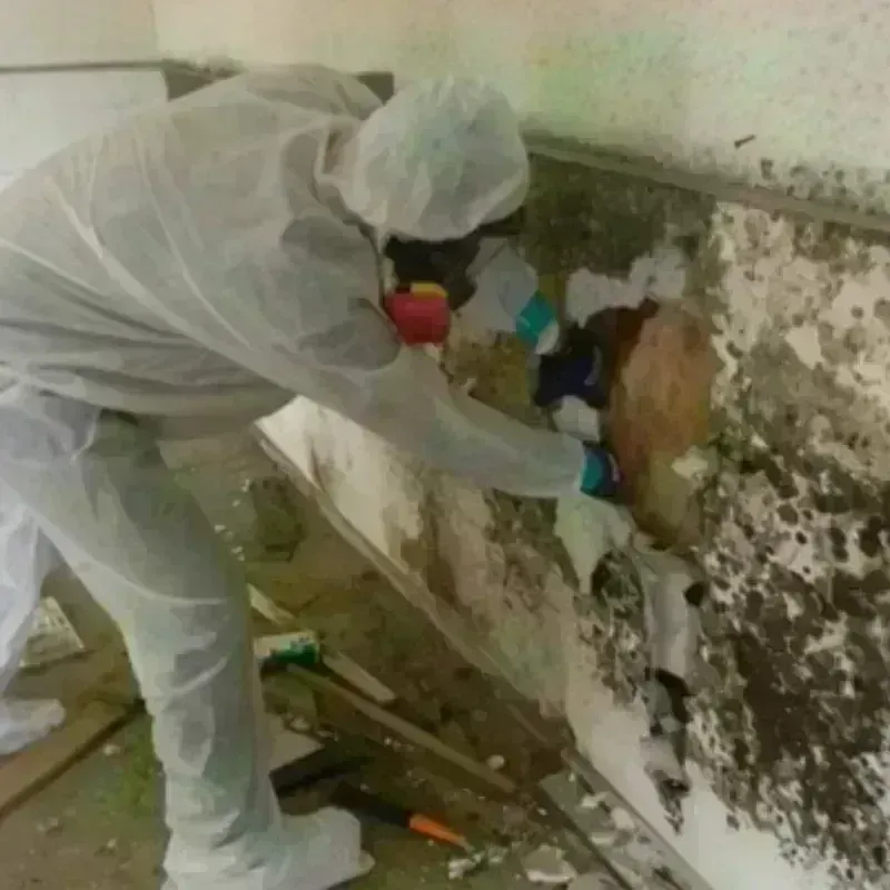 Mold Remediation and Removal in Naples Manor, FL